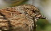 dunnock2.jpg