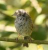 dunnock~0.jpg