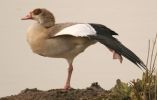 egyptiangoose10.jpg