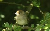 female_blackcap.jpg