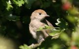 femaleblackcap.jpg