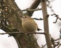 goldcrest.jpg