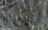 goldcrest3.jpg