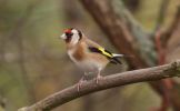 goldfinch.jpg