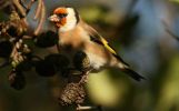 goldfinch2.jpg