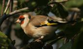 goldfinch3.jpg