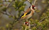 goldfinch~0.jpg