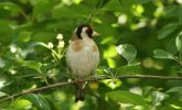 goldfinch~1.jpg