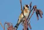 goldfinch~2.jpg