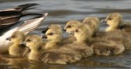 goslings.jpg