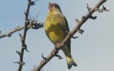 greenfinch.jpg