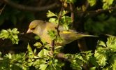 greenfinch~0.jpg