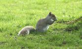 grey_squirrel2.jpg