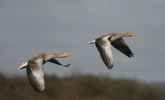 greylag2a.jpg