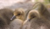 greylaggoslings.jpg