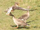 greylags8.jpg