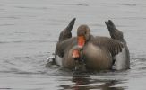 greylags~1.jpg