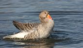 greylag~1.jpg