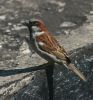 house-sparrow-male.jpg