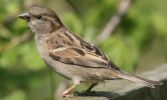 house-sparrow2.jpg