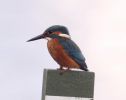 kingfisher.jpg