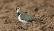 lapwing3a.jpg