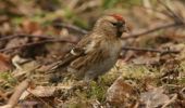 lesser_redpoll2.jpg