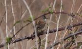 lesserwhitethroat.jpg