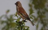 linnet2_copy.jpg