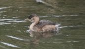 little-grebe.jpg