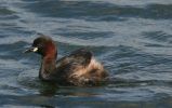 little-grebe1b.jpg