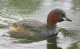 littlegrebe2.jpg