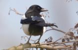 magpie.jpg