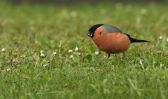 male_bullfinch.jpg