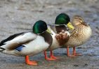 mallards3.jpg