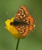 marsh-frit.jpg