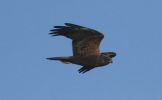 marsh-harrier2.jpg