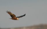 marsh-harrier~0.jpg