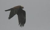 marsh-harrier~1.jpg