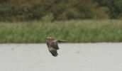 marsh_harrier.jpg