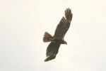 marshharrier.jpg