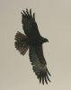 marshharrier2.jpg