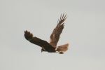 marshharrier3.jpg