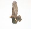 marshharrier~0.jpg