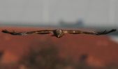 marshharrier~1.jpg