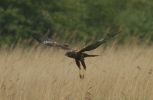 marshharrier~2.jpg