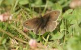 meadow-brown.jpg