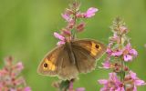 meadow_brown.jpg