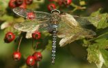 migrant-hawker.jpg