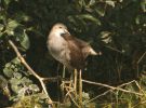 moorhen.jpg